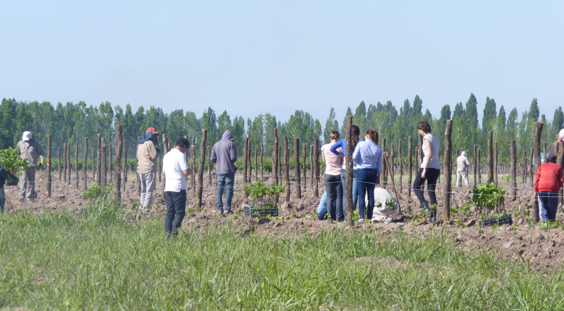 5- “2012 - Plantación de primer viñedo propio”-1